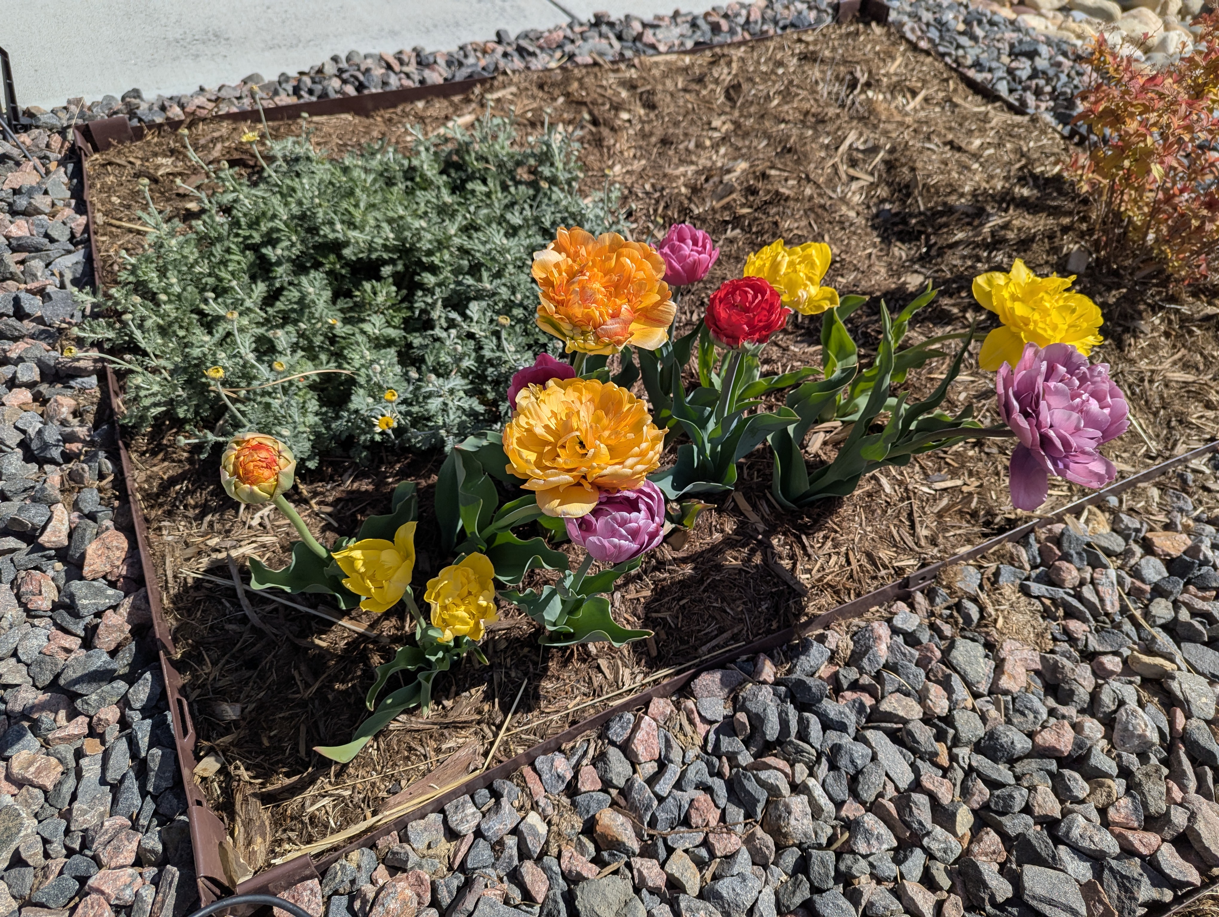 Garden, Flowers, Morrison, Colorado